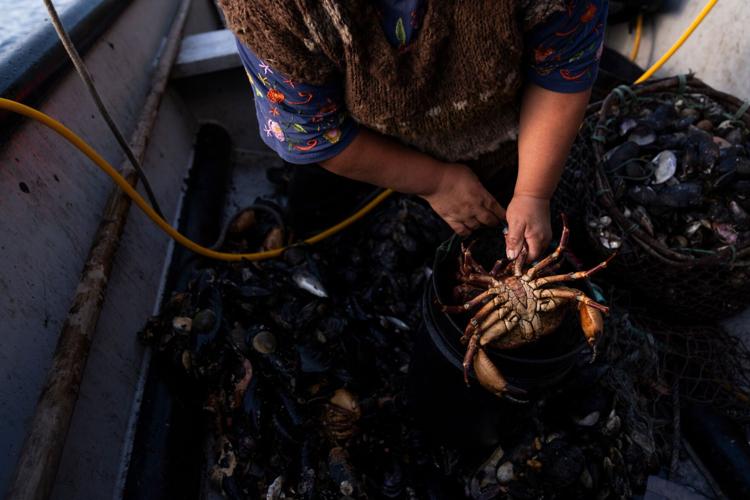 Chile Salmon Farms