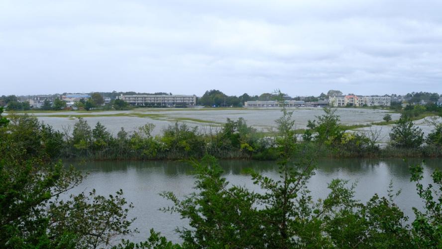 A marsh full of water with green trees in the foreground. A row of buildings can be seen in the distance.