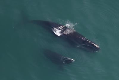 North Atlantic right whale and calf