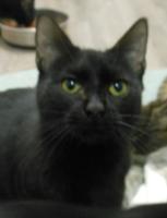 onyx