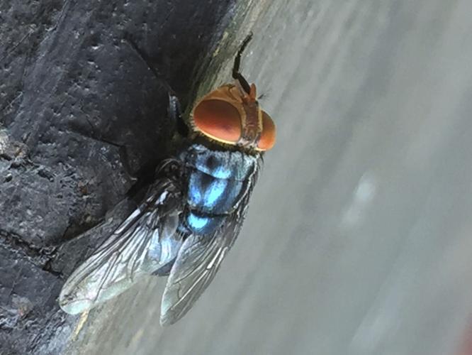 Fly Factory Texas