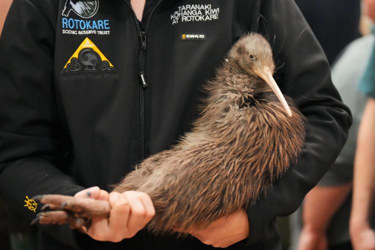 New Zealand Kiwi