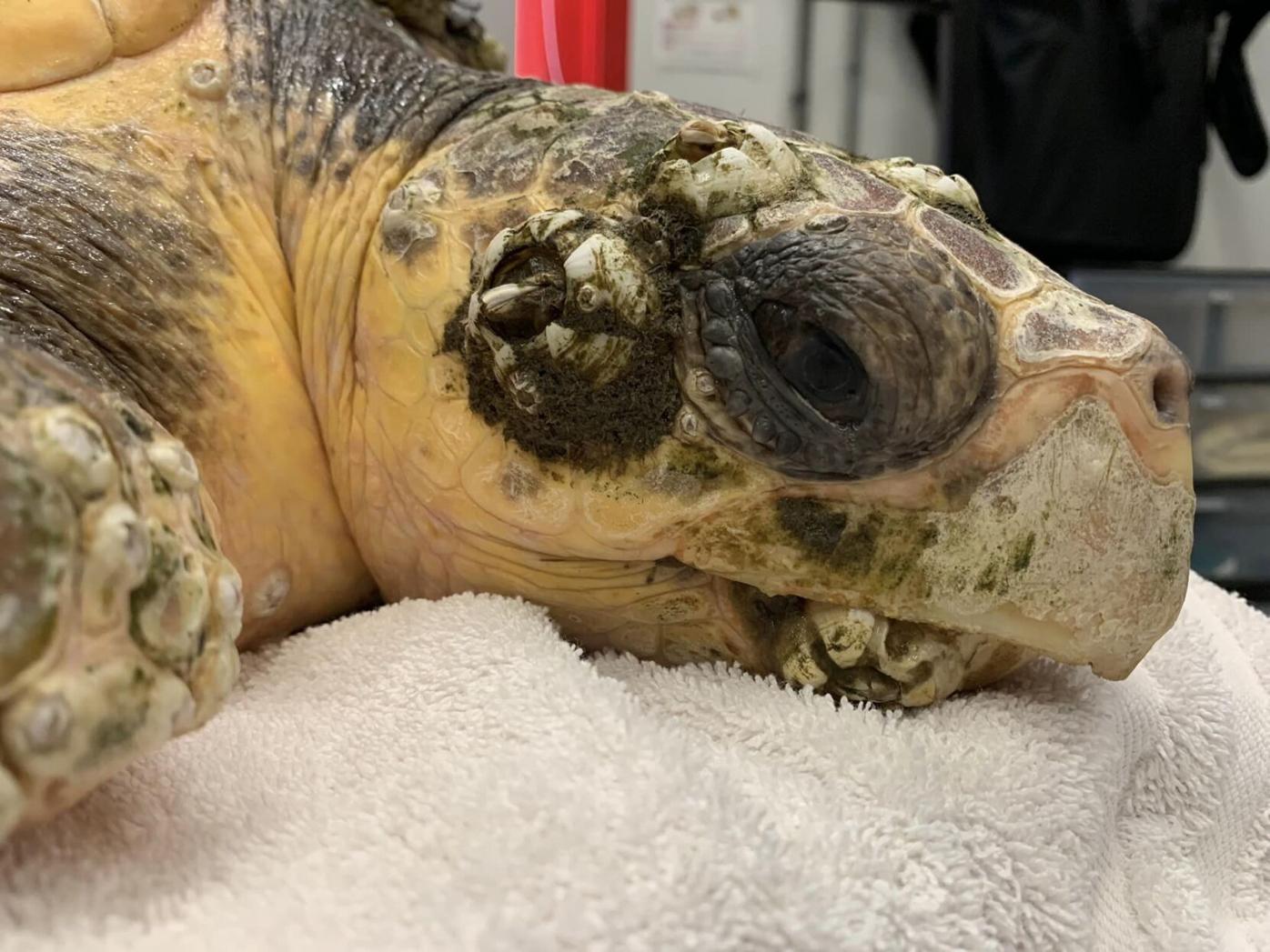 Loggerhead Turtle Rescued in Ocean City Bay | Latest News ...