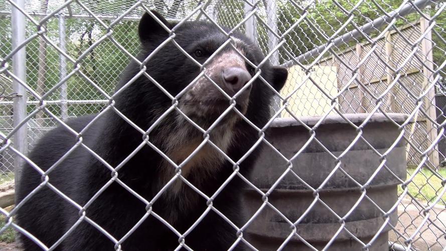 Salisbury Andean Bear, Sinchi, Joins Philadelphia Zoo