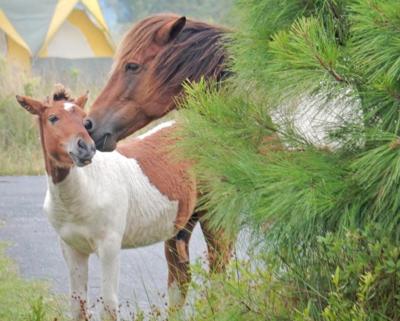 Susi Solé and her foal