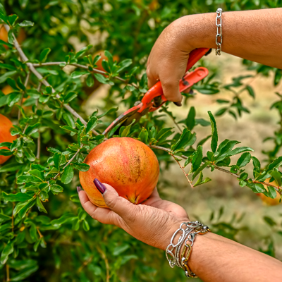 Prestige Tree Experts: Jessup's Professional Tree Experts