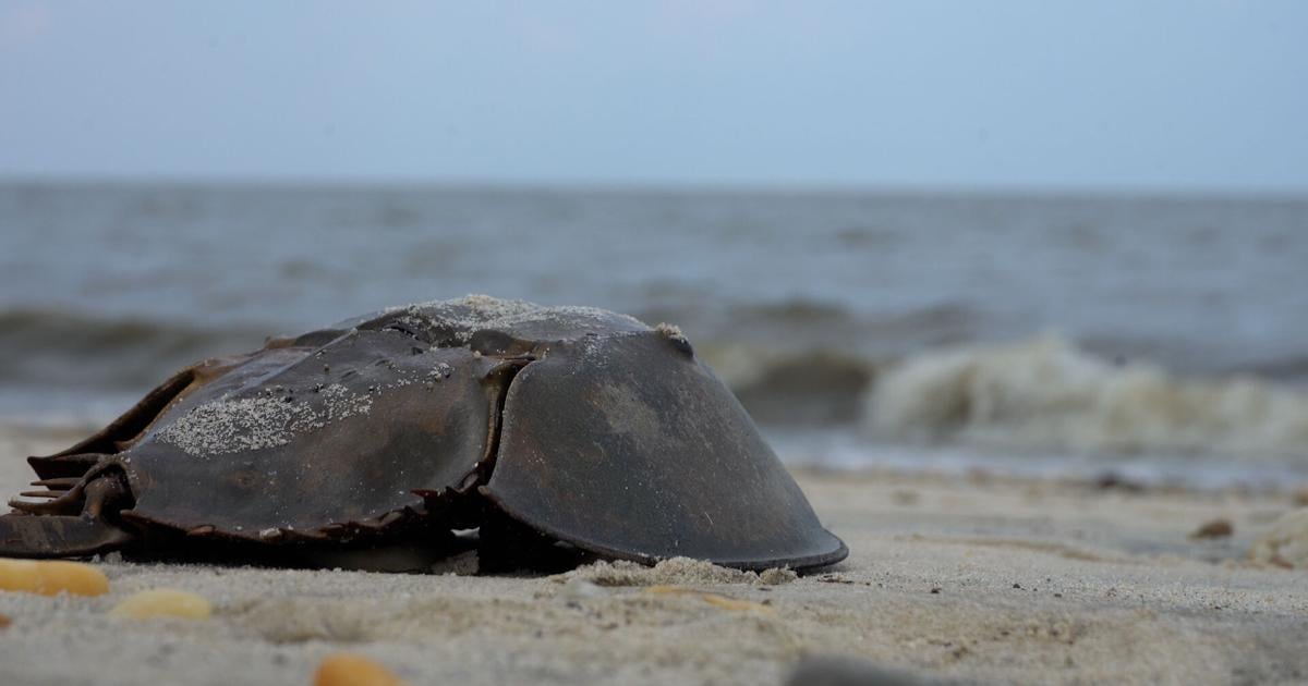Delaware Bay or Bay of New Jersey? Delaware Reacts to Proposed Name Change