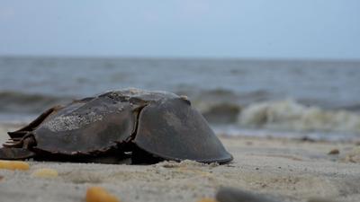 Delaware Bay Horseshoe Crab