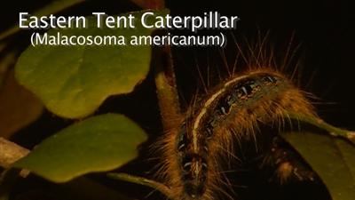 Travels With Charlie: Eastern Tent Caterpillar