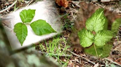 Poison Ivy   Monday  June 29  2015   YouTube