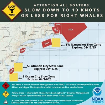Right Whale Slow Zone In Effect Off Ocean City's Coast