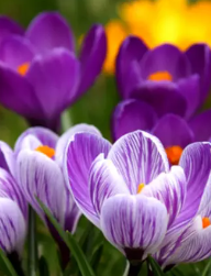 Joann Catherine Biechele