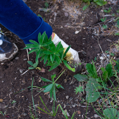 Pear Tree Property Services: Norwell's Trusted Lawn Maintenance Experts