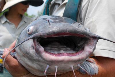 blue catfish