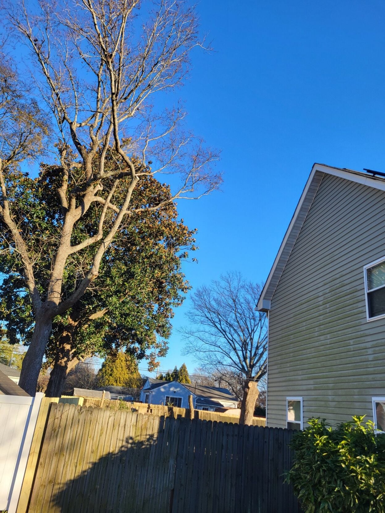 Simpson's Tree Service Launches New Website to Improve Access to Professional Tree Care in Chesapeake, VA