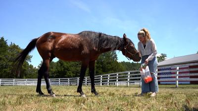 Spartan the rescue horse