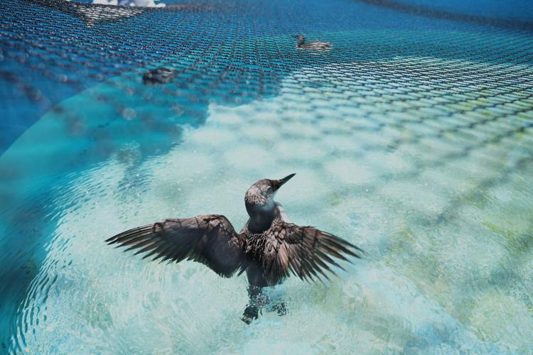 Climate Marine Heat Wave Dead Seabirds