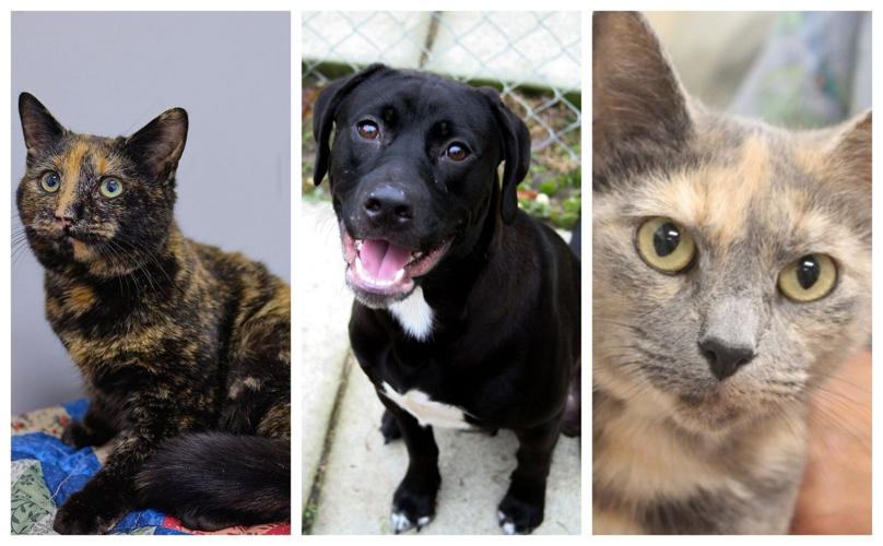 Pet Connect – December 6, 2019