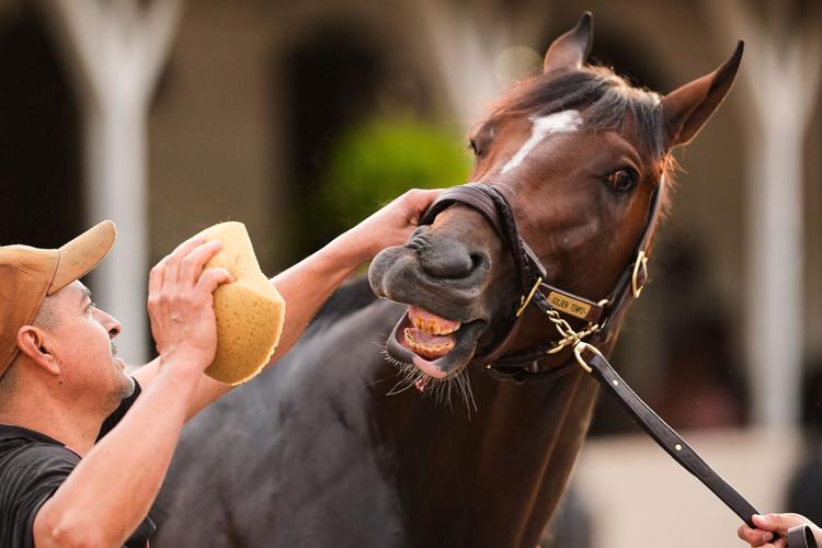 Kentucky Derby Horse Racing