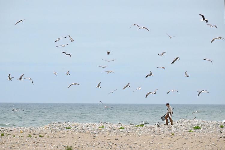 Climate Shorebird Revival