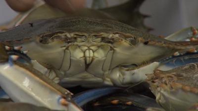 Slow Start to Crab Season With Cold Weather