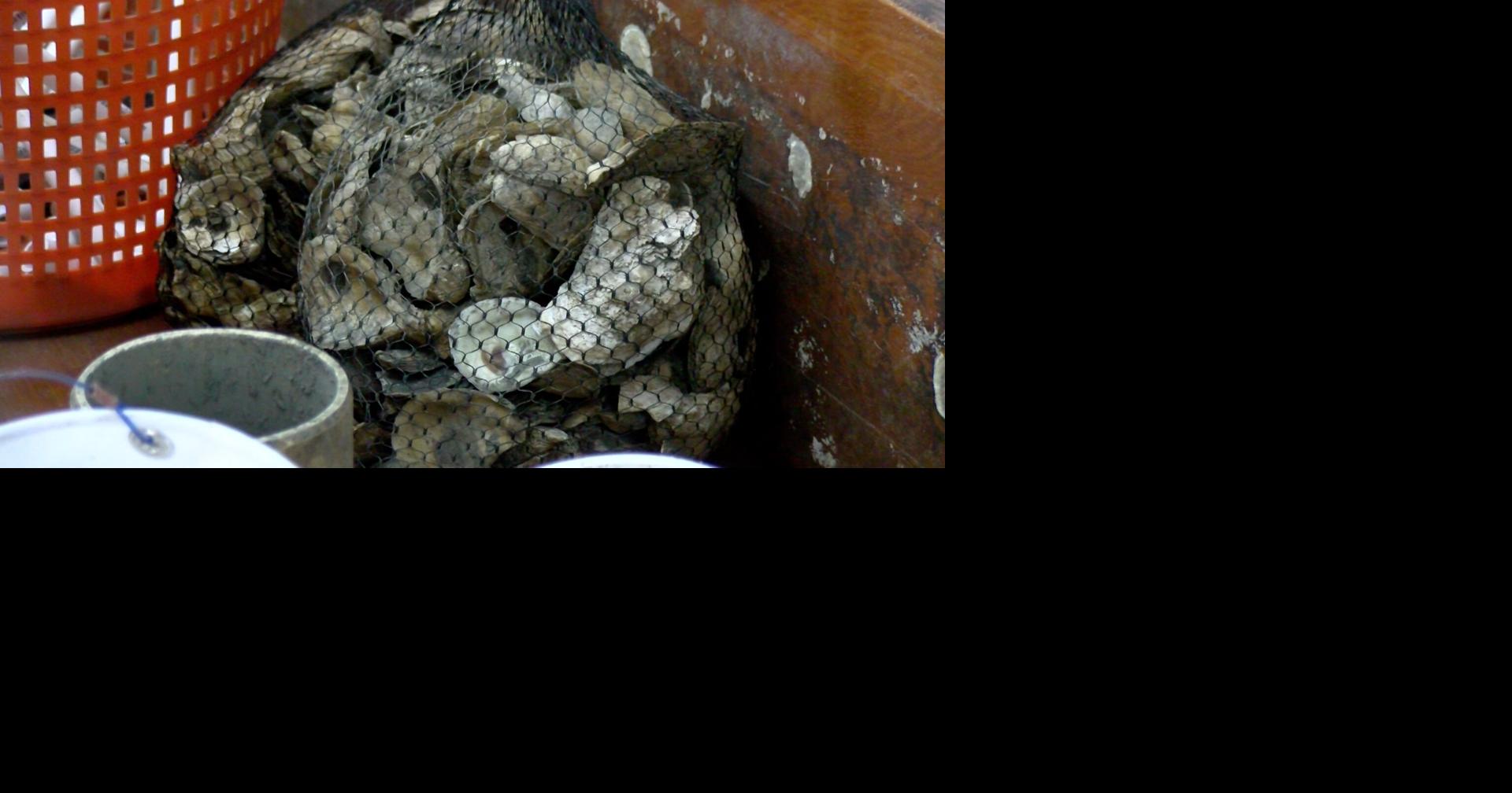 Delaware #39 s First Oyster Hatchery Successfully Rears and Ships First