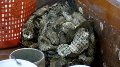 Delaware #39 s First Oyster Hatchery Successfully Rears and Ships First