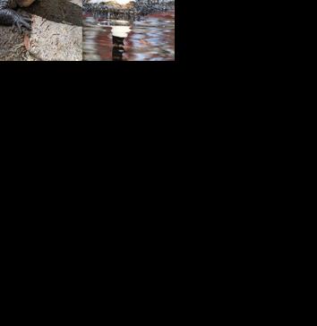 American Alligators and Black Neck Swan Leaving the Salisbury Zoo