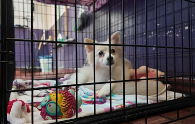 Humane Society of Wicomico County Dog