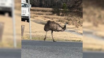 Escaped Emu