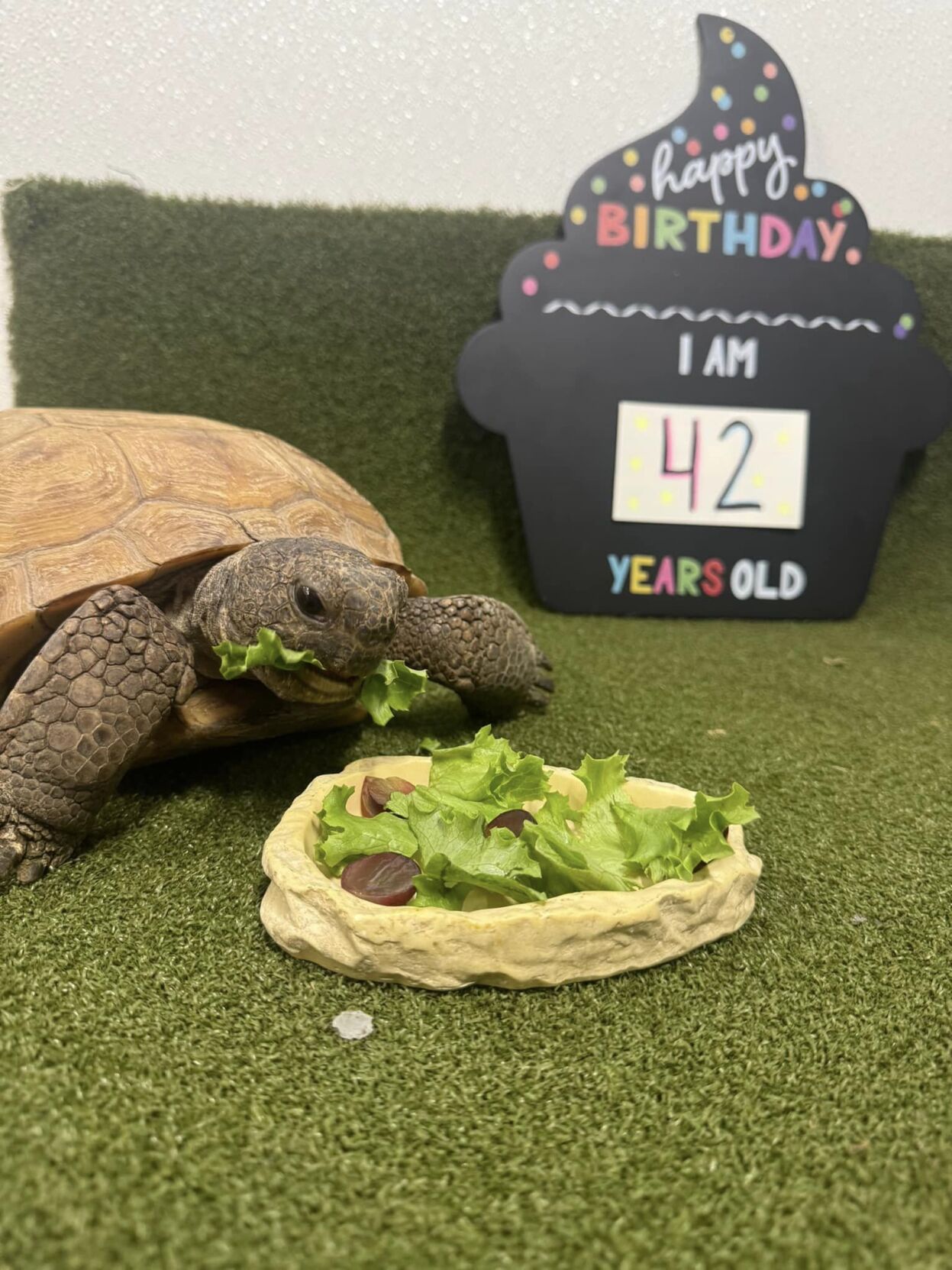 Lucy Gopher Tortoise
