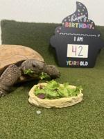 Salisbury Zoo’s Oldest Animal Celebrates Birthday