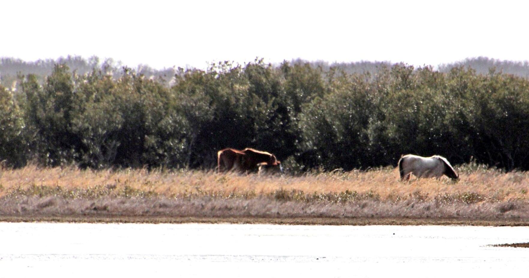 Assateague Island Welcomes First Foal of 2024 - Vimarsana News