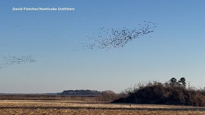 Snow Geese