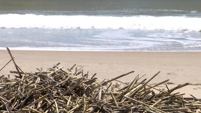 Sea Grass Surge Surprises Ocean City Beachgoers