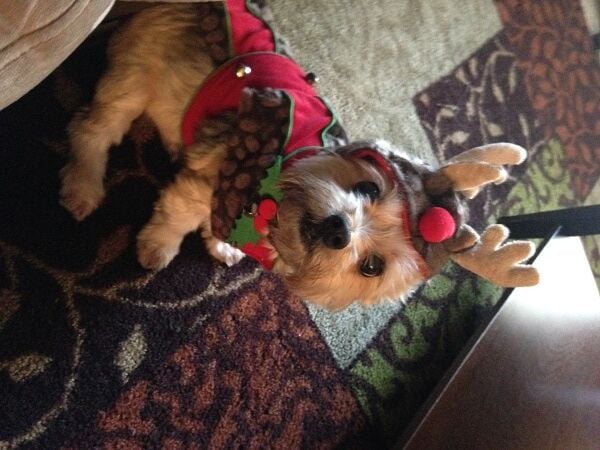 Amy Giordano sammy the reindeer