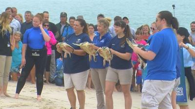 Sea Turtle's Release Celebrated at Assateague Island