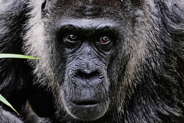 Germany Oldest Gorilla