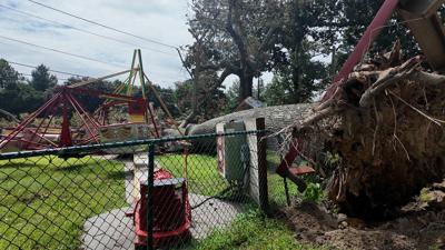 treefall