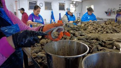 Oyster Shucking House
