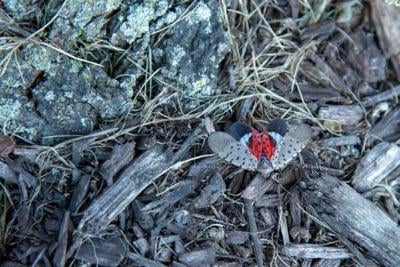 Kent County added to Delaware's spotted lanternfly quarantine