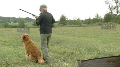 Golden Retrievers Boost Local Economy with National Competition