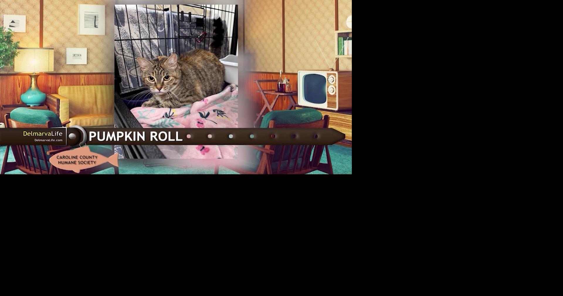 Pet Connect - 11/01/24 | Delmarvalife | wboc.com->すべての結果