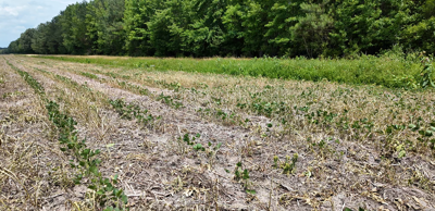 Crop Damage