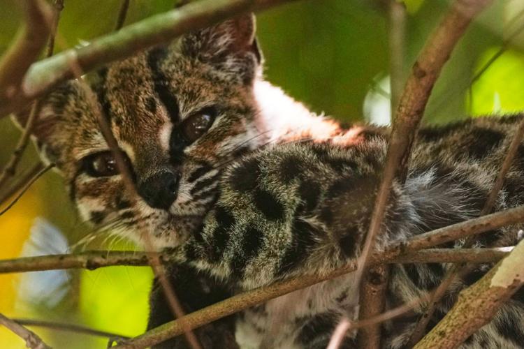 Bolivia New Cat Species