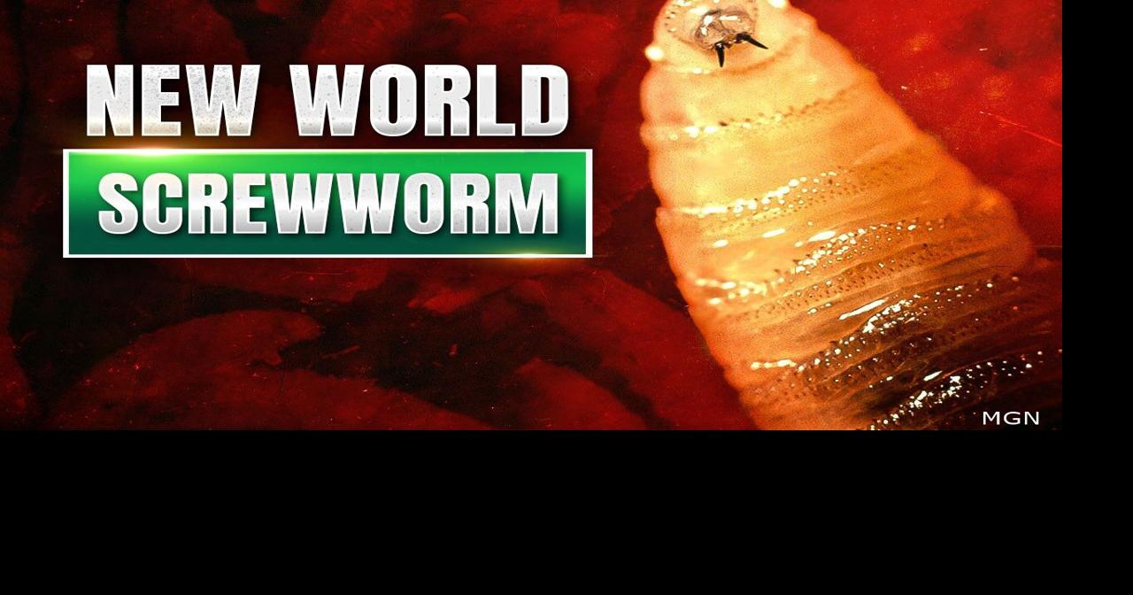 Delaware Department of Agriculture warning livestock owners of Screwworm, changing import rules for Texas animals