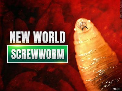 New World Screwworm