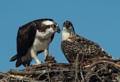 Two osprey perched on a nest, one grasping a fish in its talons as the other looks on