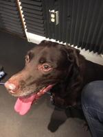 April’s Animals- January 10, 2018