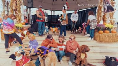 dogs in costumes on a stage for bark on the boards
